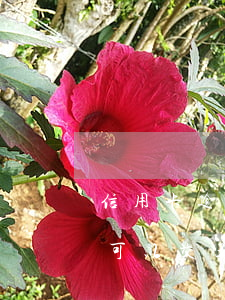 信用卡逾期和五險一金有關系嗎(銀行有逾期可以交五險一金嗎)