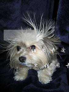 信用卡逾期和妻子共有有房產(chǎn)(欠信用卡會查封夫妻共同財(cái)產(chǎn)房子嗎)