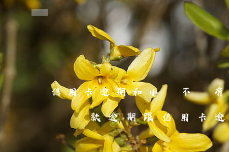 信用卡逾期和小貸不還有關(guān)系嗎 貸款逾期跟信用卡逾期一樣嗎