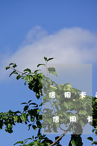 信用卡逾期和征信失信人的區(qū)別-信用卡逾期和征信失信人的區(qū)別是什么