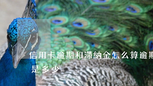 信用卡逾期和滯納金怎么算(逾期滯納金最高是多少)