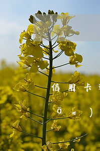 信用卡逾期和經(jīng)偵的關(guān)系(信用卡逾期經(jīng)偵大隊(duì)會(huì)立案嗎)