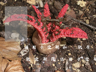 信用卡逾期和貸款有關(guān)系嗎(貸款逾期跟信用卡逾期一樣嗎)