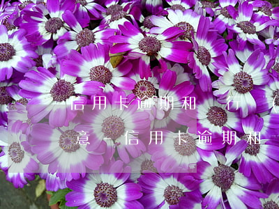 信用卡逾期和銀行協(xié)商還款不同意-信用卡逾期和銀行協(xié)商還款不同意怎么辦