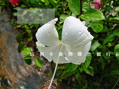 信用卡逾期哪些銀行起訴(信用卡逾期 起訴)