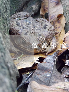 信用卡逾期哪個(gè)網(wǎng)貸能過(guò) 網(wǎng)貸逾期能申請(qǐng)哪個(gè)信用卡