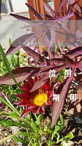 信用卡逾期哪個平臺可以借到錢-信用卡逾期哪個平臺可以借到錢的