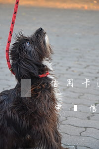 信用卡逾期哪個平臺能借款(貸款逾期還可以申請信用卡嗎)