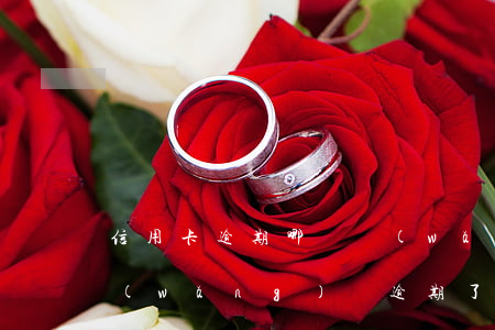 信用卡逾期哪個網(wǎng)貸能貸款(網(wǎng)貸逾期了可以申請信用卡嗎)