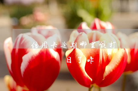 信用卡逾期哪里能打賬單(信用卡逾期到下一個賬單日了咋辦)