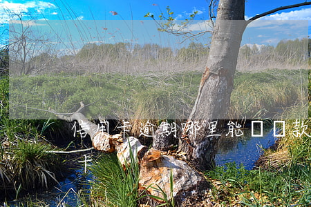 信用卡逾期哪里能貸點款(有逾期能下的信用卡)