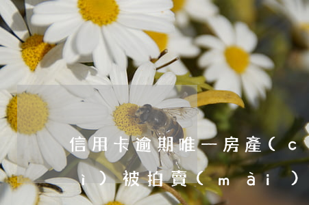 信用卡逾期唯一房產(chǎn)會(huì)被拍賣(mài)嗎