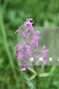 信用卡逾期問地址(查信用卡是否逾期)