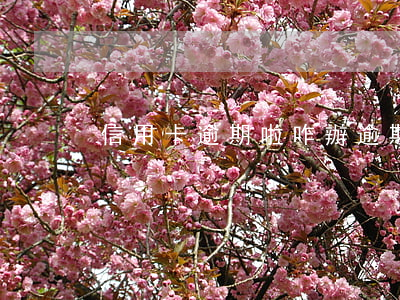 信用卡逾期啦咋辦(逾期后申請信用卡)