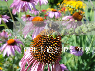 信用卡逾期啦如何免息 超長免息期的信用卡