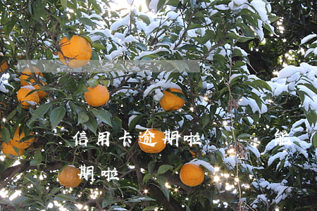 信用卡逾期啦沒還還能辦信用卡不（信用卡逾期啦）