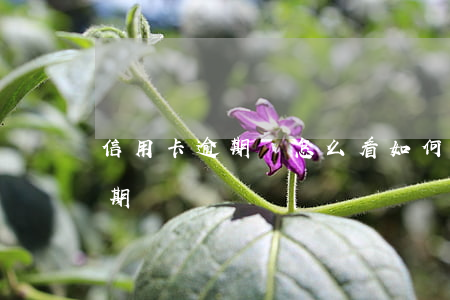 信用卡逾期單怎么看(如何看信用卡有沒有逾期)