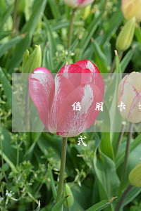 信用卡逾期嗎銀行催收-信用卡逾期催收方式