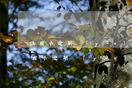 信用卡逾期嚴(yán)重哪家可以借貸(信用卡逾期嚴(yán)重哪家可以借貸)