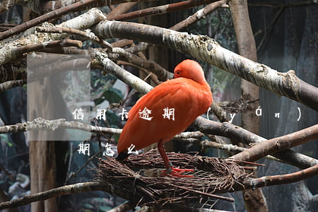 信用卡逾期嚴(yán)重怎么說 信用卡逾期怎么辦