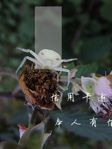 信用卡逾期嚴(yán)重房屋能抵押嗎-本人有信用卡逾期可以用房子抵押貸款嗎