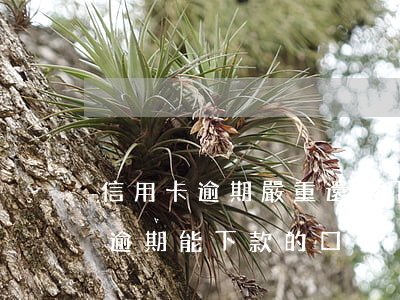 信用卡逾期嚴重還能下款的口子(當前有嚴重逾期能下款的口子)