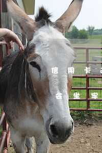 信用卡逾期四万八会坐牢吗(欠信用卡四万多会坐牢吗)