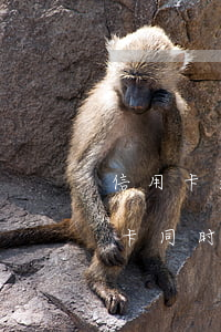 信用卡逾期四个月会被停卡吗-四五张信用卡同时逾期几个月会怎样