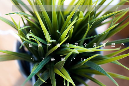 信用卡逾期四个月算黑户吗(我信用卡逾期半年了是黑户吗)