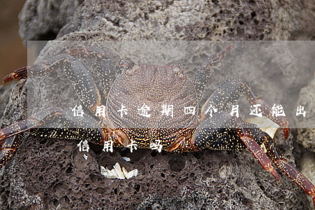 信用卡逾期四个月还能出境吗(逾期4年能办信用卡吗)