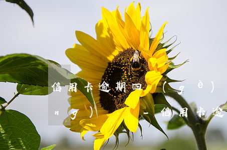 信用卡逾期四個(gè)月可以做網(wǎng)貸嗎-信用卡逾期四個(gè)月可以做網(wǎng)貸嗎知乎