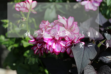 信用卡逾期四個(gè)月當(dāng)時(shí)欠一萬多(欠信用卡四萬逾期三個(gè)月會(huì)怎么樣)