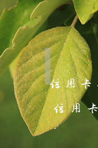 信用卡逾期四個月不能協(xié)商-欠信用卡逾期三個月還可以溝通嘛