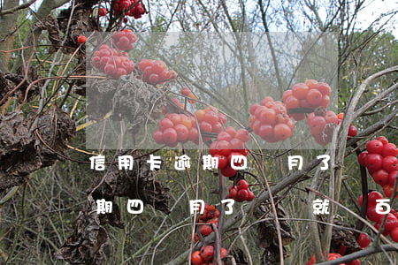信用卡逾期四個月了沒還就幾百-信用卡逾期四個月了沒還就幾百塊錢了
