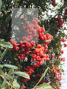 信用卡逾期四個月多久能恢復(fù)征信-信用卡逾期四個月多久能恢復(fù)征信記錄
