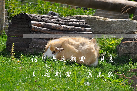 信用卡逾期四個月怎樣刪除(欠信用卡5000逾期四個月怎么辦)