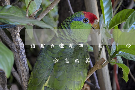 信用卡逾期四個月滯納金(信用卡逾期四個月滯納金怎么算)