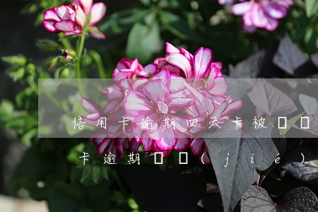 信用卡逾期四天卡被凍結(jié)了(信用卡 逾期 凍結(jié))