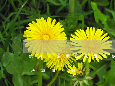 信用卡逾期四天后还款(信用卡4号还款,4日还算逾期吗)