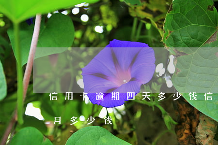 信用卡逾期四天多少钱(信用卡4万逾期一个月多少钱)