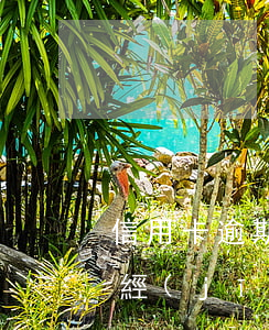 信用卡逾期四天 征信(信用卡逾期四天征信已經(jīng)上報,有啥影響)