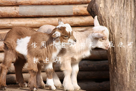 信用卡逾期四天还最低可以吗(信用卡 最低还款 逾期)