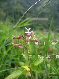 信用卡逾期四天還款后果（信用卡逾期四天還款怎么辦）