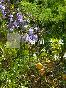 信用卡逾期四年還本金可以嗎 信用卡逾期四年還本金可以嗎嗎