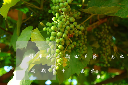 信用卡逾期四月份會怎么樣(信用卡4000逾期半年會怎么樣)