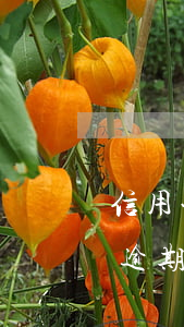 信用卡逾期回復(fù)信譽(不小心信用卡逾期)