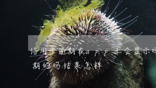 信用卡逾期在app上会显示吗 有信用卡逾期的吗结果怎样