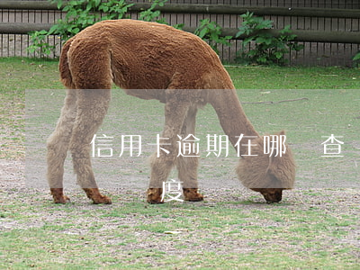 信用卡逾期在哪兒查詢 信用卡逾期在哪兒查詢進度