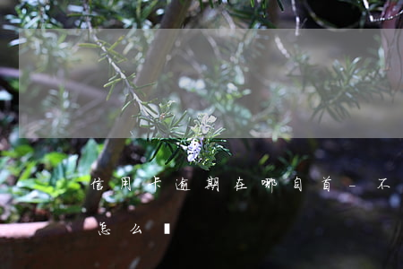 信用卡逾期在哪自首-不小心信用卡逾期了怎么辦