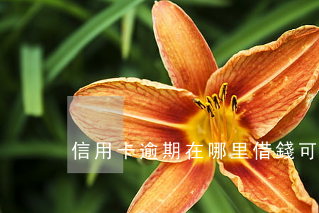 信用卡逾期在哪里借錢可以還